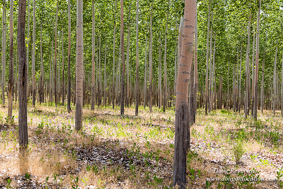 Tree Farm