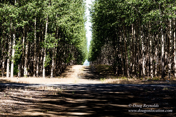 Tree Farm