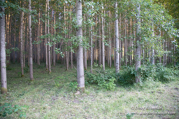 LCG & GWG Tree Farm