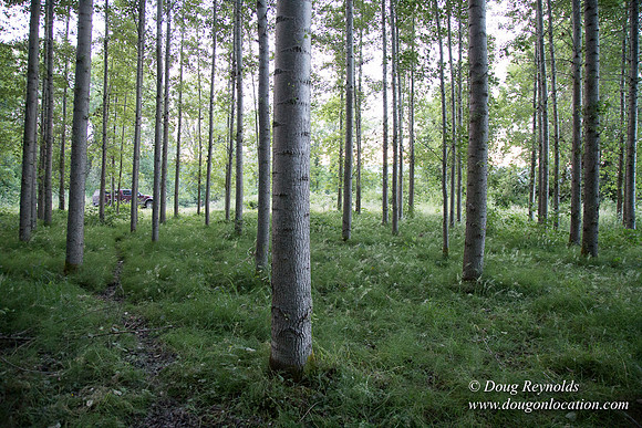 LCG & GWG Tree Farm