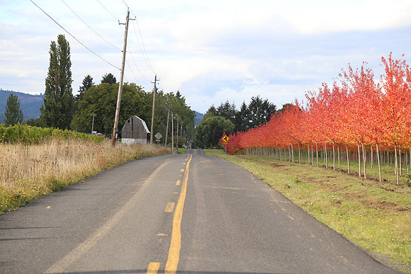 Dilly Rd-1497