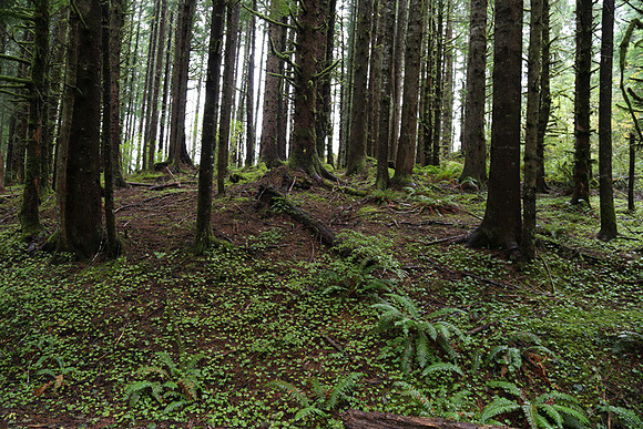 Saddle Mt Rd-0326