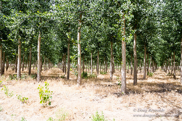 Tree Farm