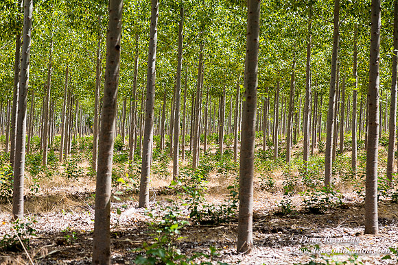 Tree Farm