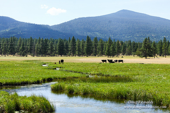 Ranch 18