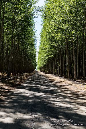 Tree Farm