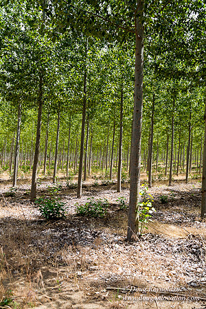Tree Farm