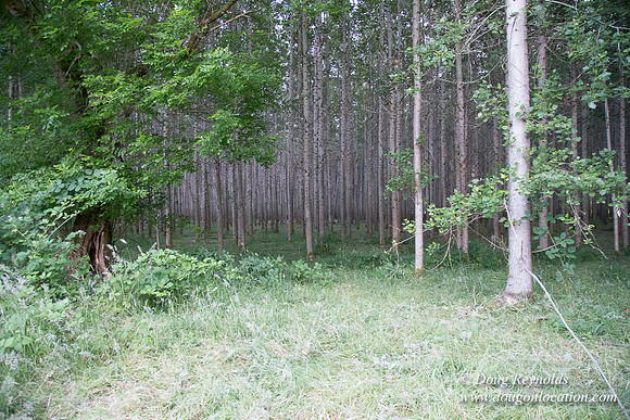 LCG & GWG Tree Farm