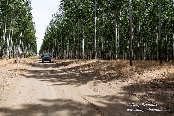 Tree Farm