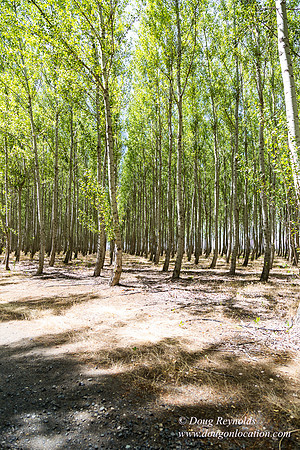 Tree Farm