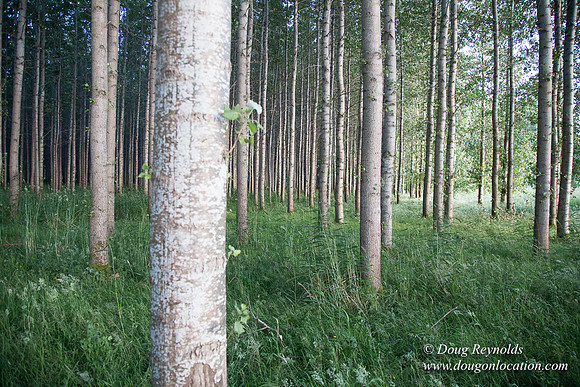 LCG & GWG Tree Farm