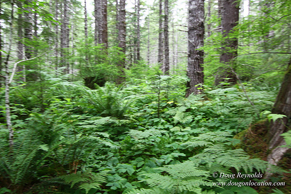 Tree & Forested locations