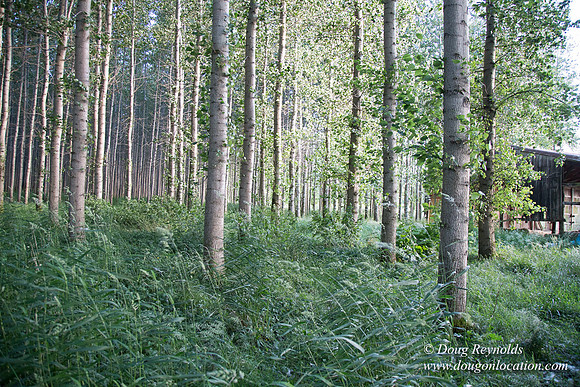 LCG & GWG Tree Farm