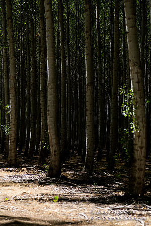 Tree Farm