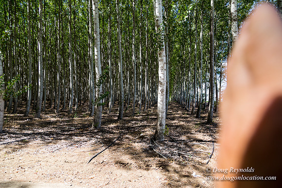 Tree Farm