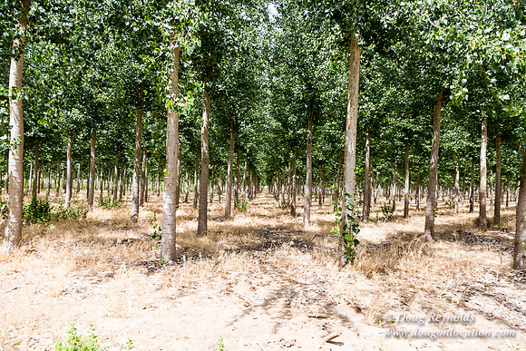 Tree Farm