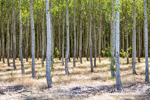 Tree Farm