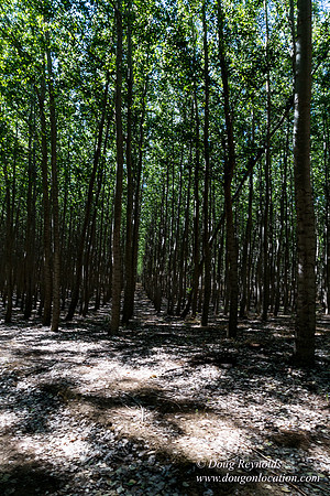 Tree Farm