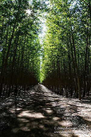 Tree Farm