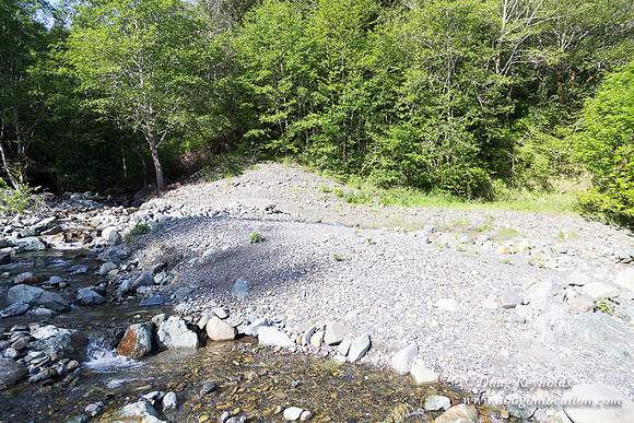 River 36 Running Wild