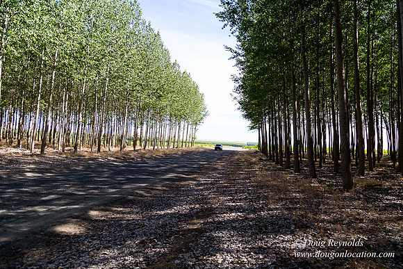 Tree Farm