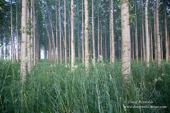 LCG & GWG Tree Farm