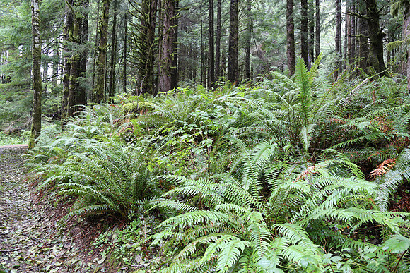 Saddle Mt Rd-0319