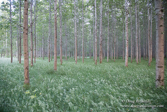 LCG & GWG Tree Farm