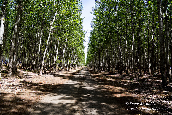 Tree Farm