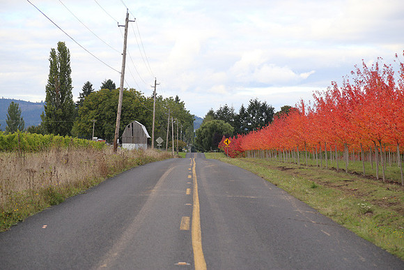 Dilly Rd-1565