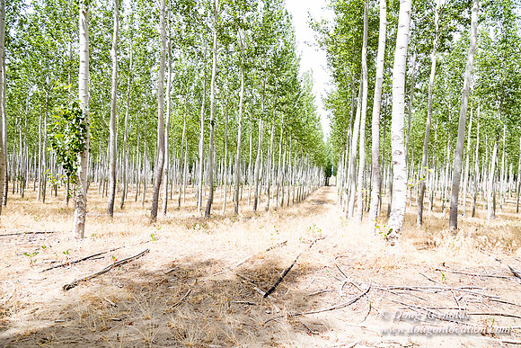 Tree Farm