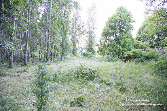 LCG & GWG Tree Farm