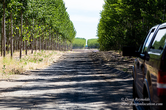 Tree Farm
