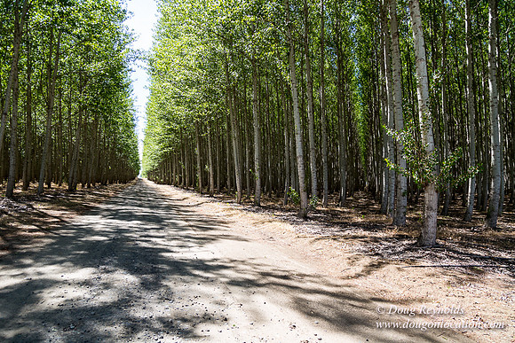 Tree Farm