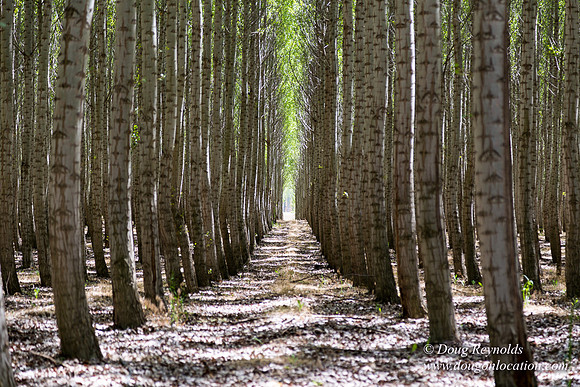 Tree Farm
