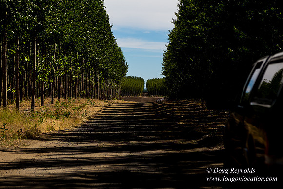 Tree Farm