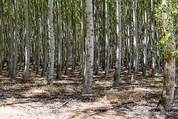 Tree Farm