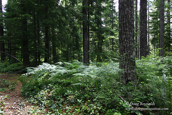 Tree & Forested locations