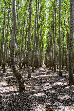 Tree Farm