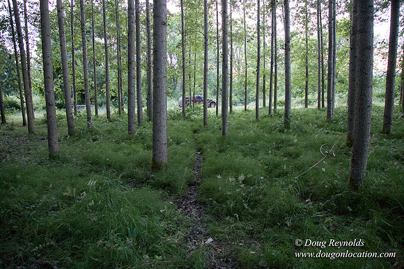 LCG & GWG Tree Farm