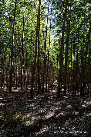 Tree Farm