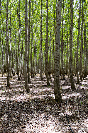 Tree Farm