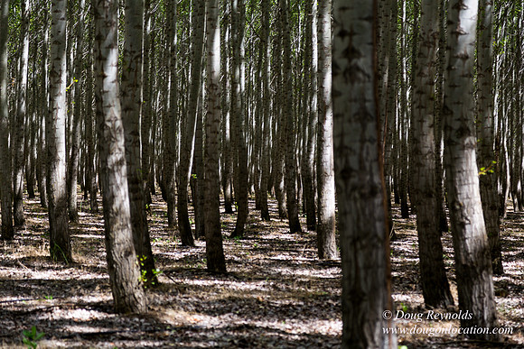 Tree Farm