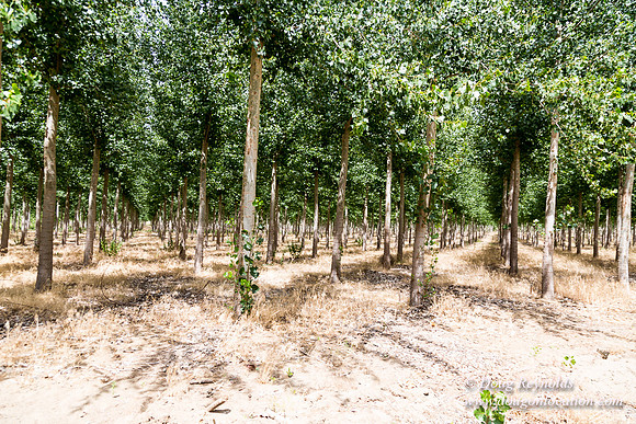 Tree Farm