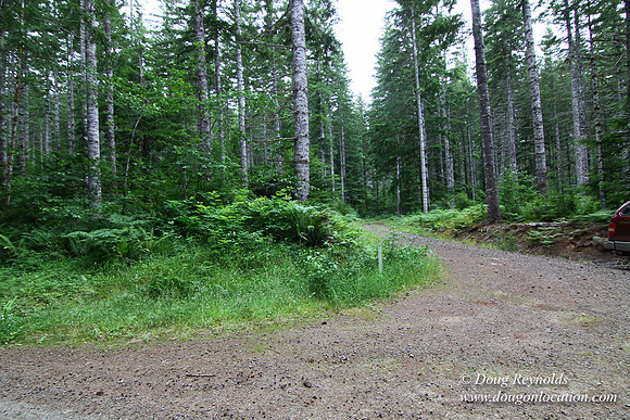 Tree & Forested locations