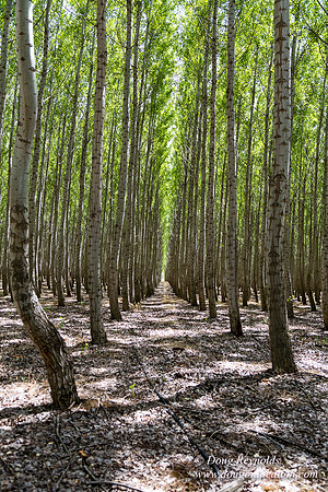 Tree Farm
