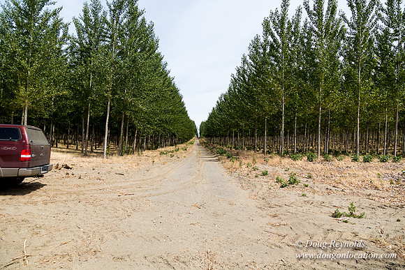 Tree Farm