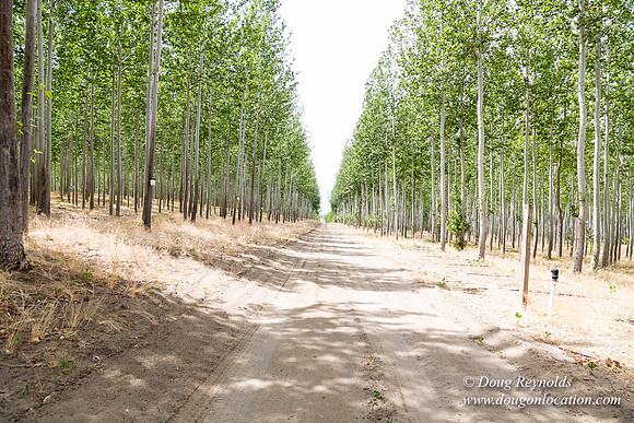 Tree Farm