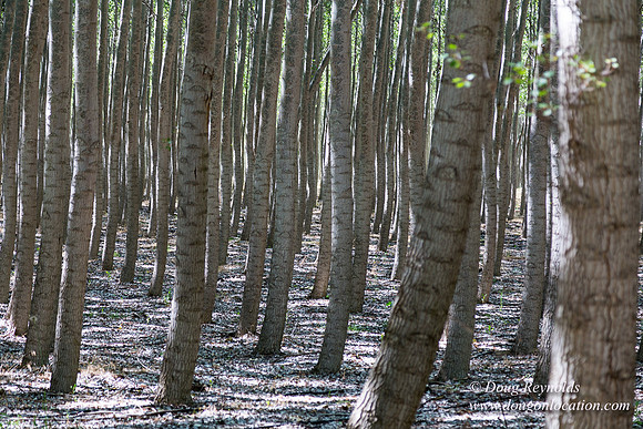 Tree Farm