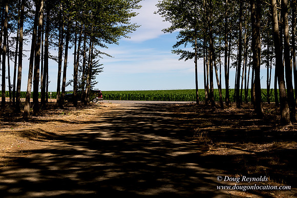 Tree Farm